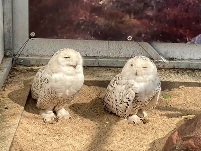 Schneeulen im neuen Gehege im Vogelpark Solingen